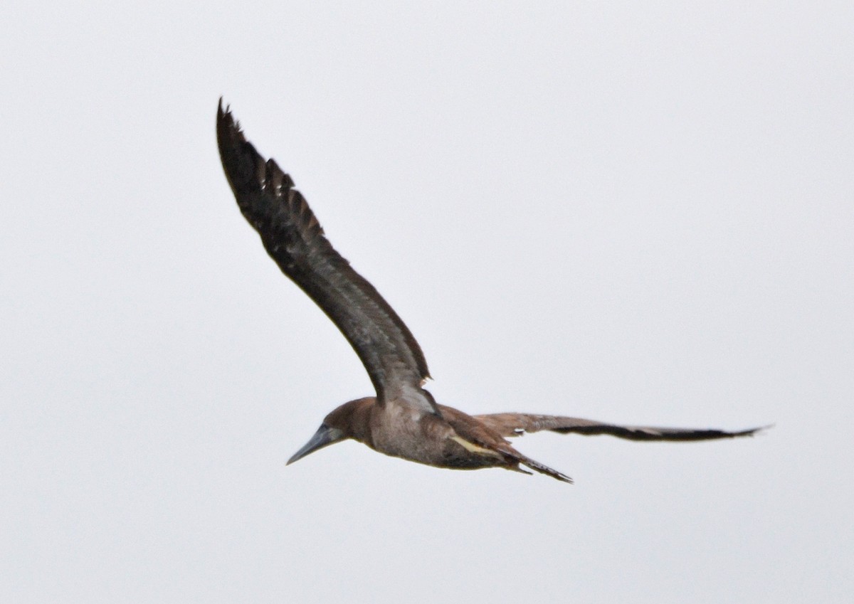 Brown Booby - ML103170361
