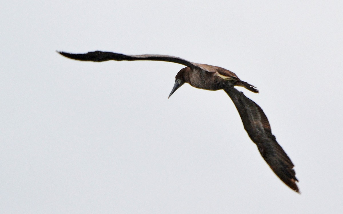 Brown Booby - ML103170371