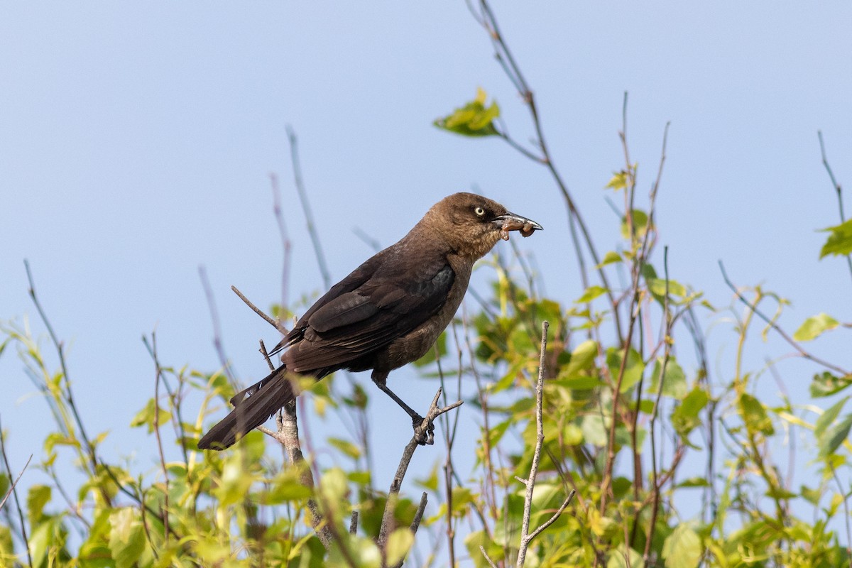 Boat-tailed Grackle - ML103170781