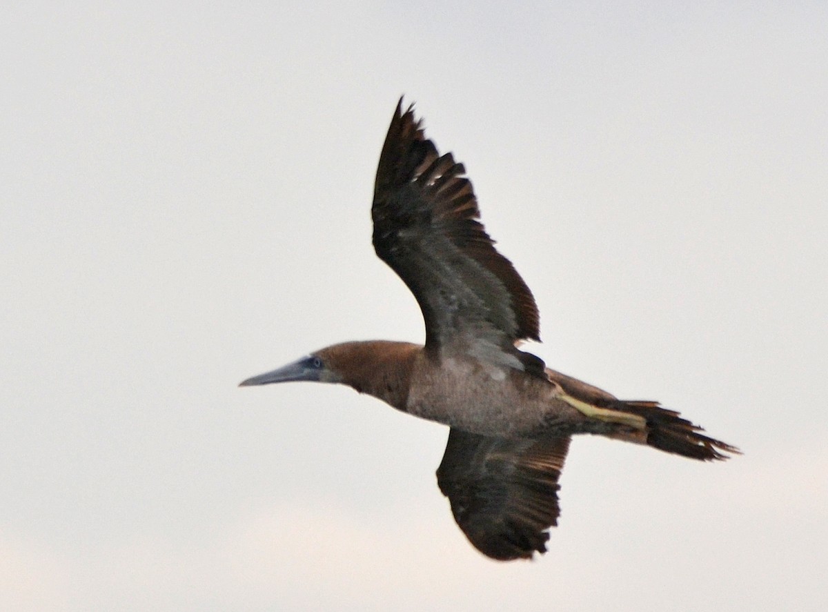 Brown Booby - ML103171191