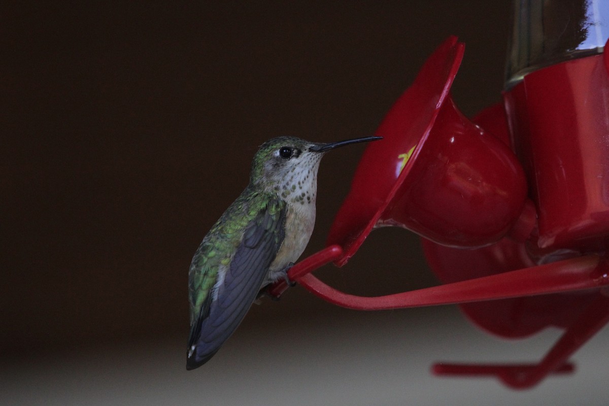 Calliope Hummingbird - John Bjorkman