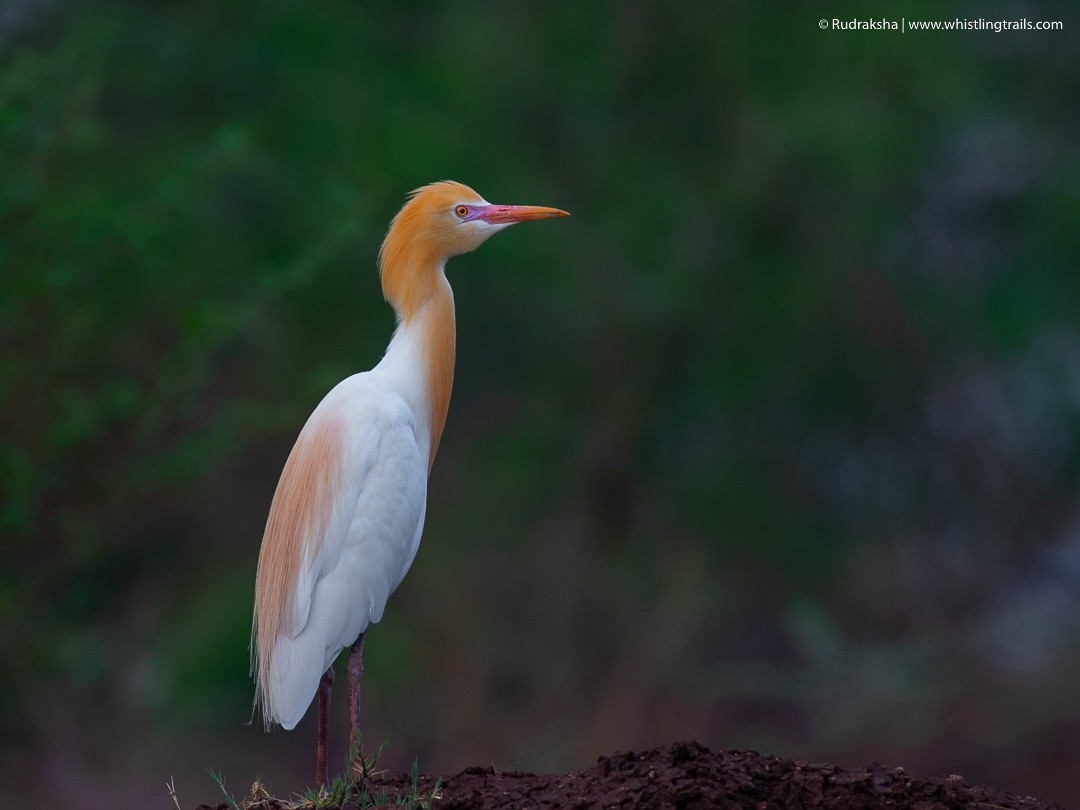 Eastern Cattle Egret - Rudraksha Chodankar