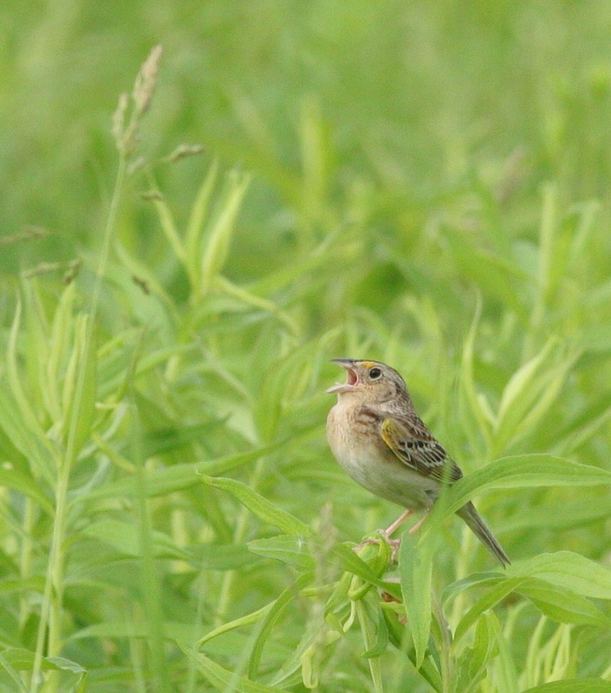 Grasshopper Sparrow - ML103172811