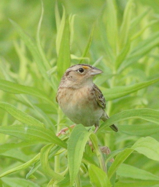 Grasshopper Sparrow - ML103172831