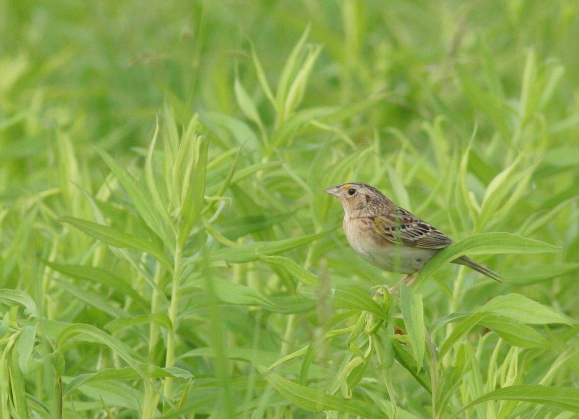 Grasshopper Sparrow - ML103172841