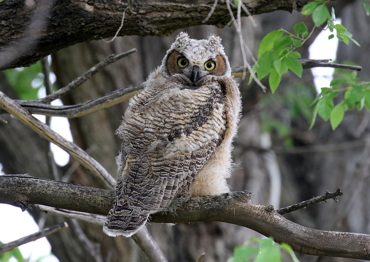 Great Horned Owl - Alan Versaw