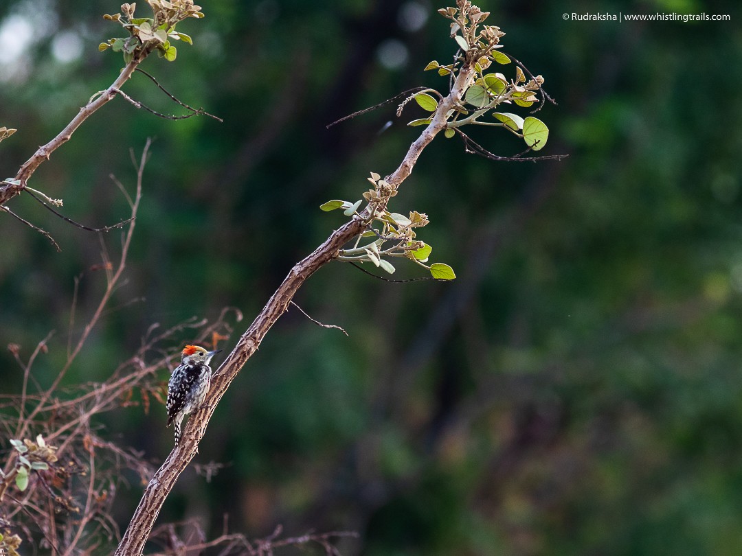 Yellow-crowned Woodpecker - Rudraksha Chodankar