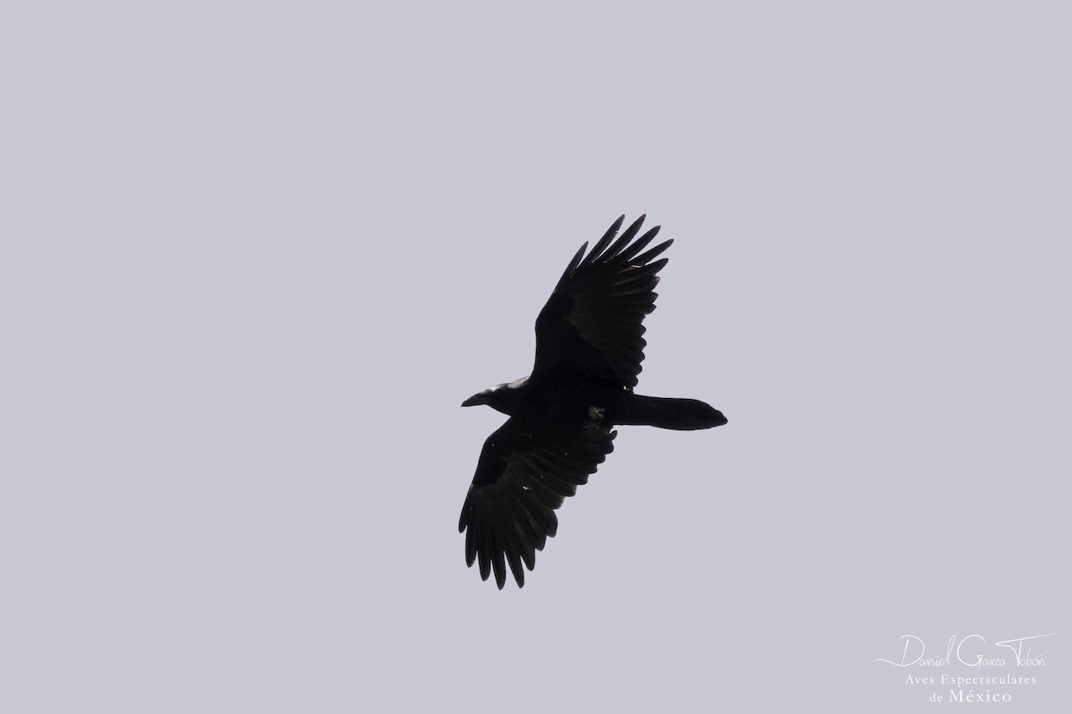Chihuahuan Raven - ML103176841