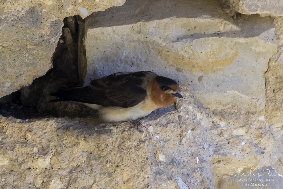 Cave Swallow - ML103176851