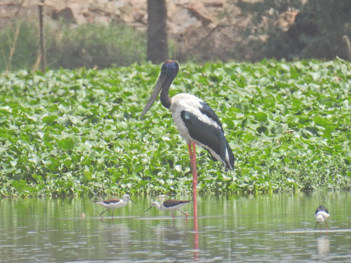 Black-necked Stork - Akash Gulalia