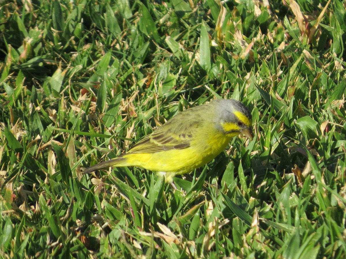Yellow-fronted Canary - Bob Rigter