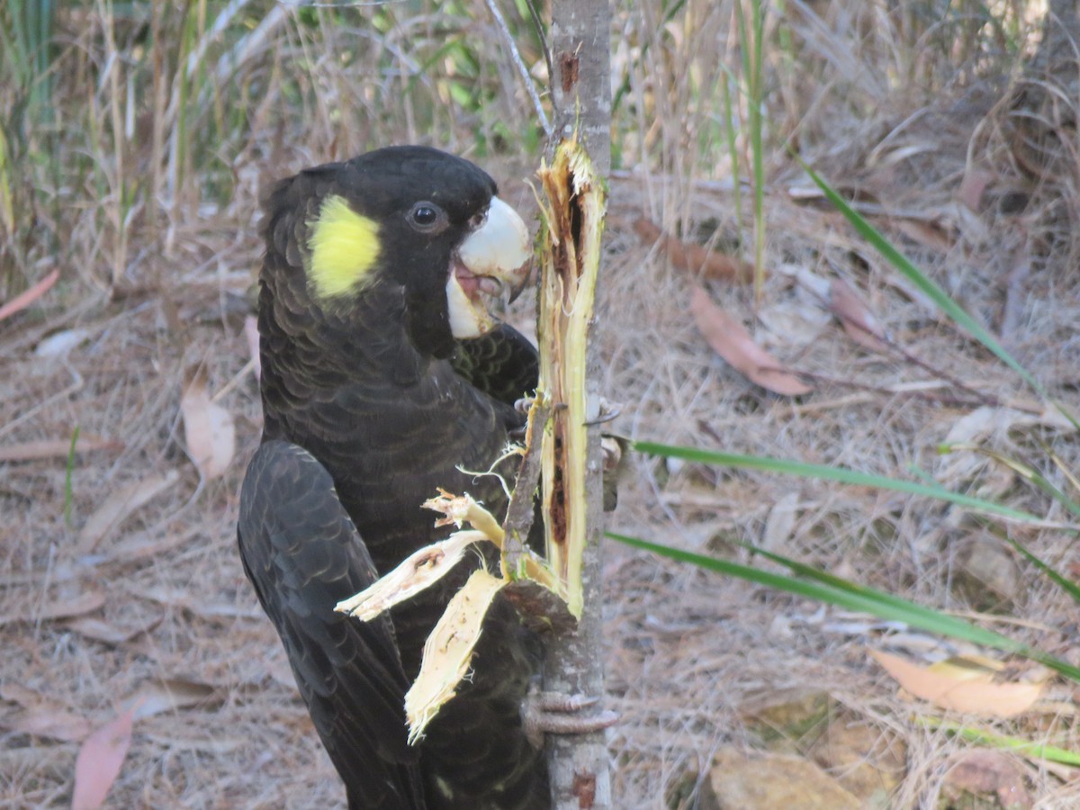 Yellow-tailed Black-Cockatoo - Jennifer Smith