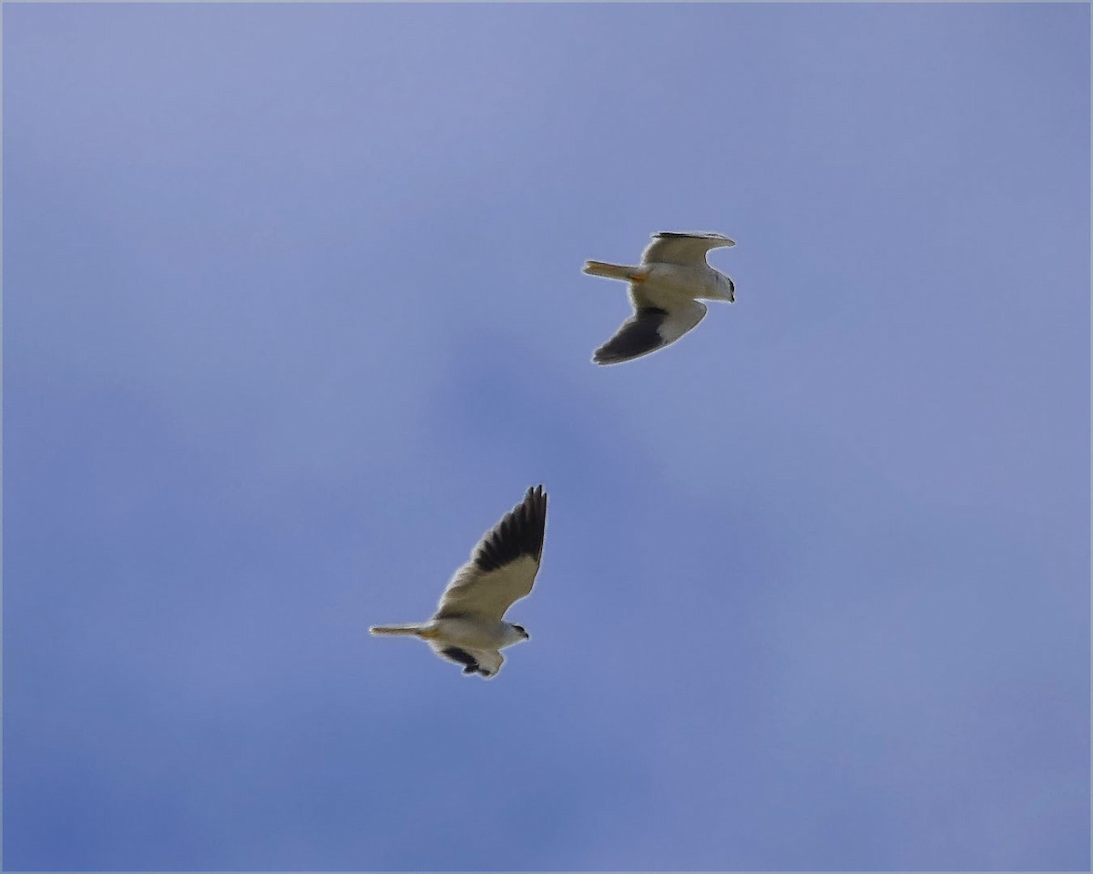 Black-winged Kite - Magesh Ram
