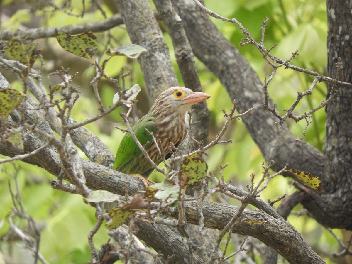 Lineated Barbet - ML103199231