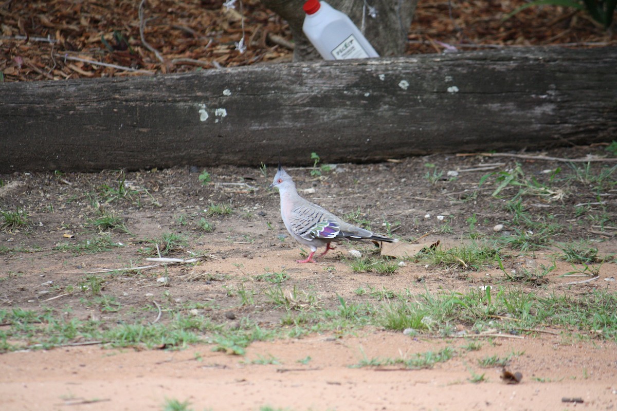 Crested Pigeon - ML103199831