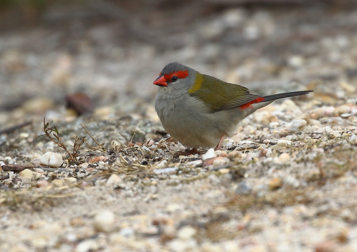 Red-browed Firetail - ML103199851