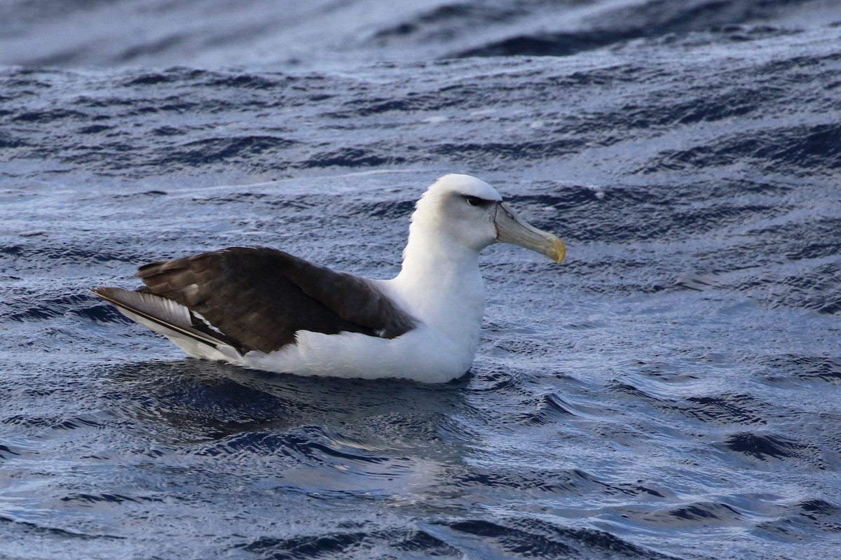 White-capped Albatross - Richard Fuller