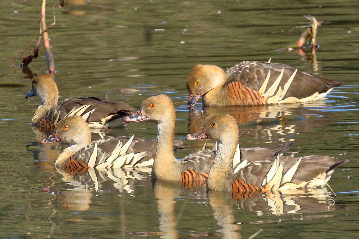 Plumed Whistling-Duck - Keith & Lindsay Fisher