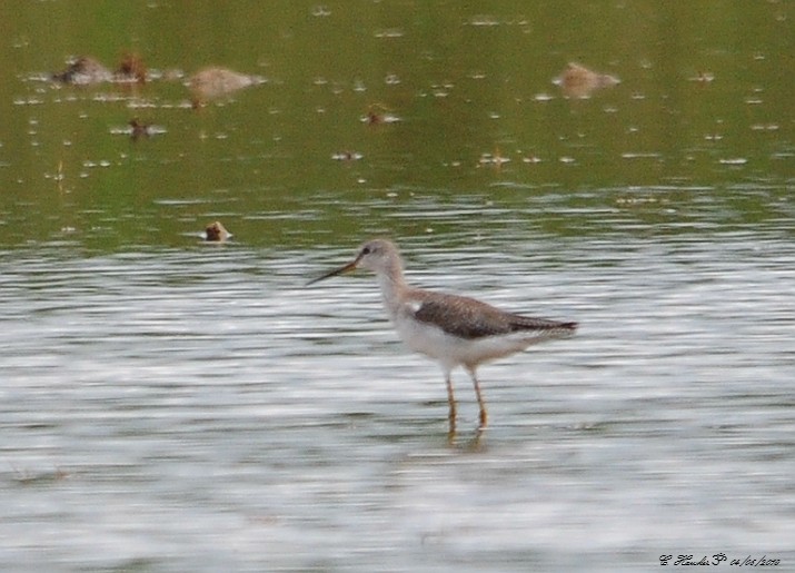 Spotted Redshank - Carl  Hawker