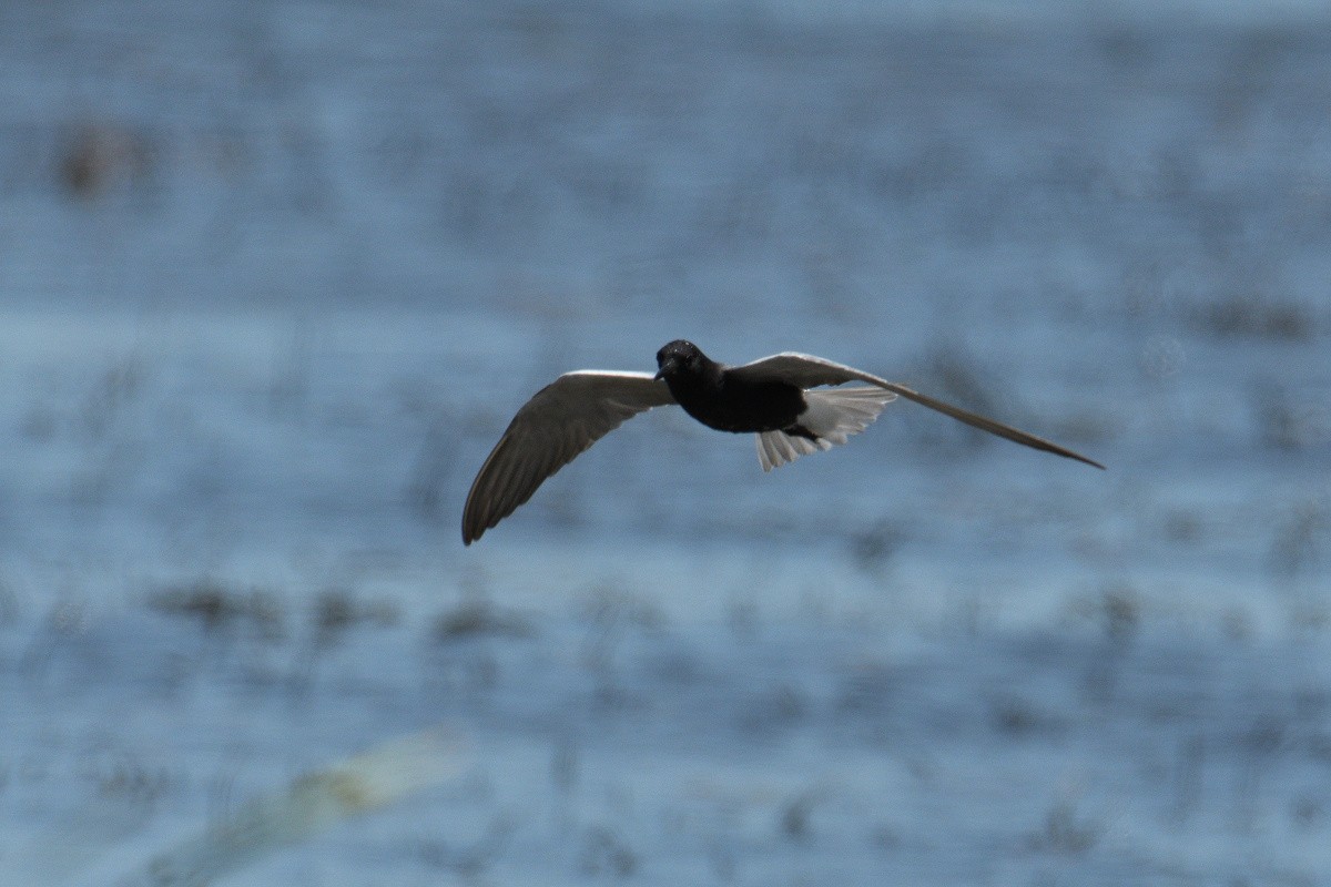 Black Tern - Vern Wilkins 🦉