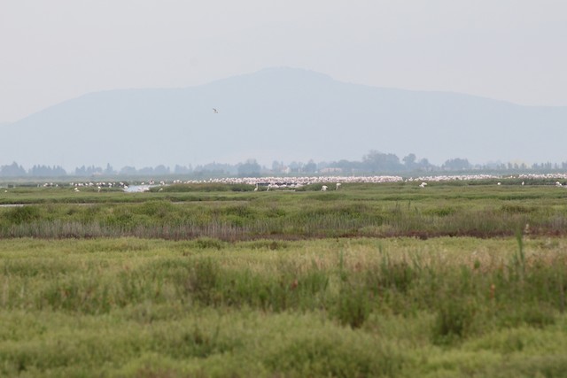 Birds in their breeding habitat; Toscana, Italy. - Greater Flamingo - 