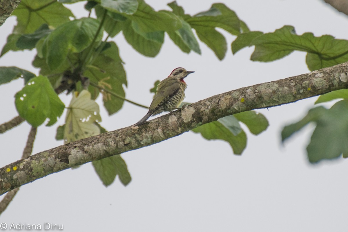 Cuban Green Woodpecker - ML103208581