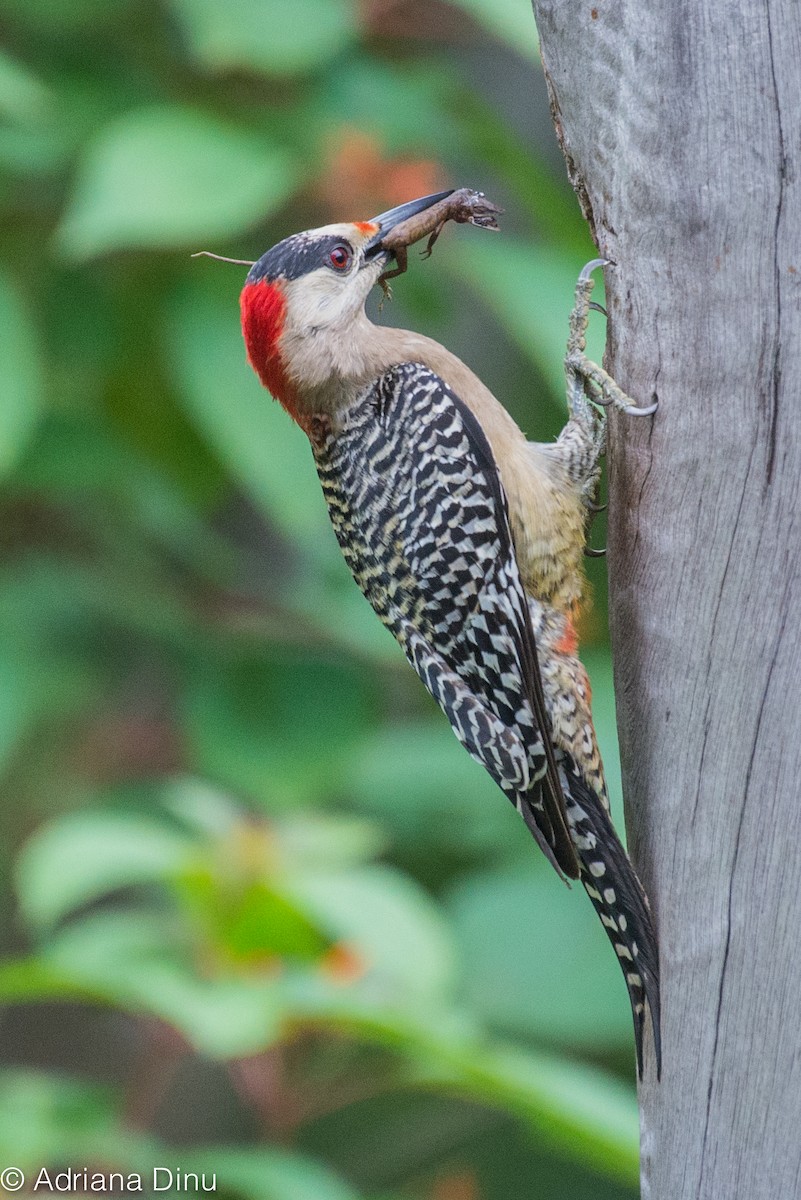 West Indian Woodpecker - ML103208731