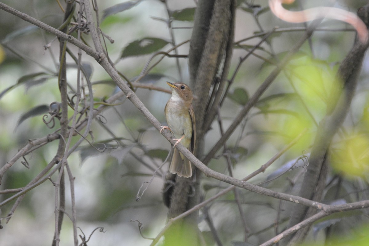 Brown-chested Jungle Flycatcher - Cheng Qian