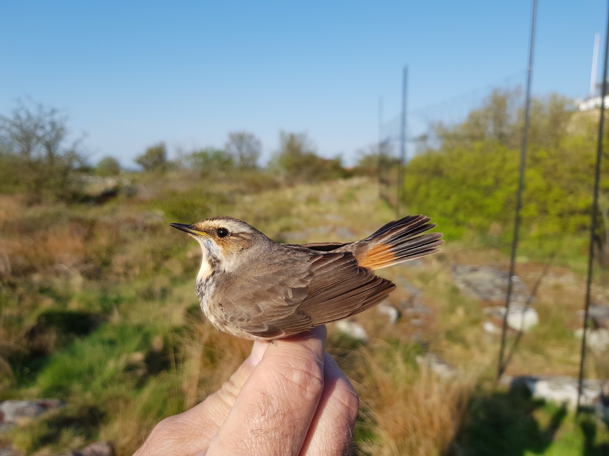 Bluethroat (Red-spotted) - ML103213251