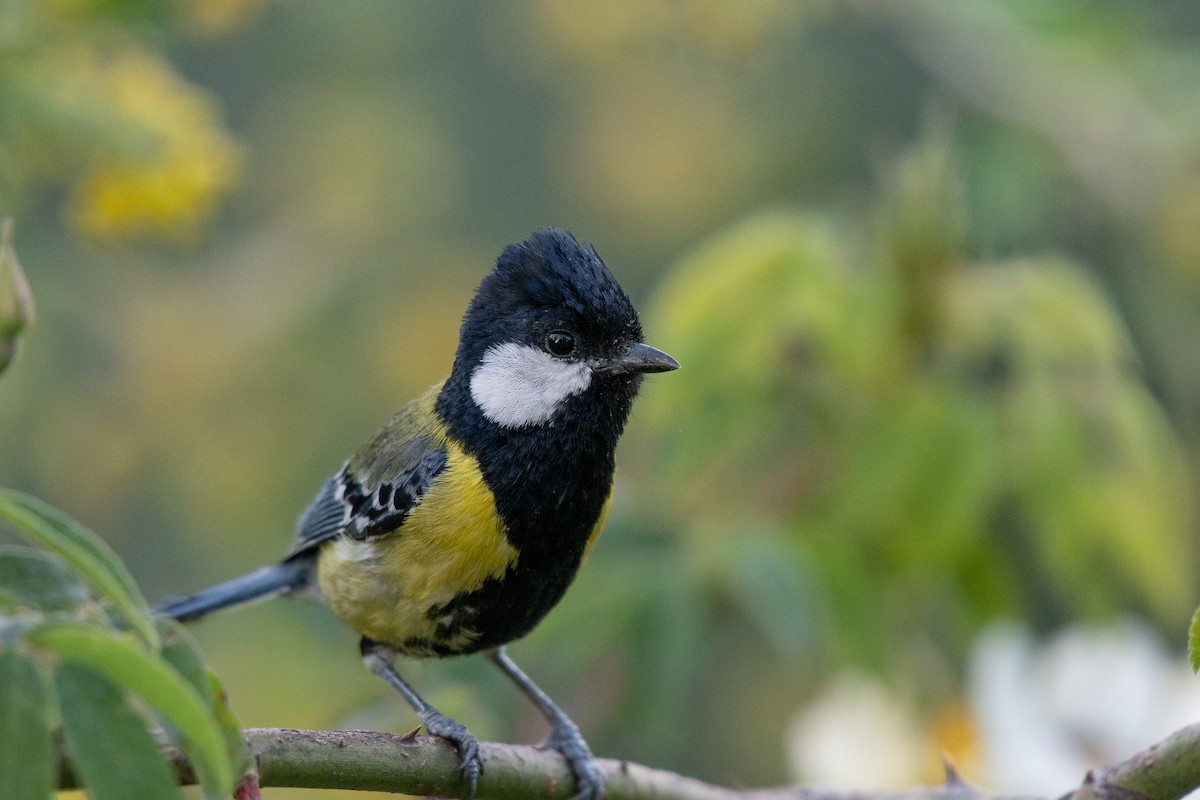 Green-backed Tit - ML103215021