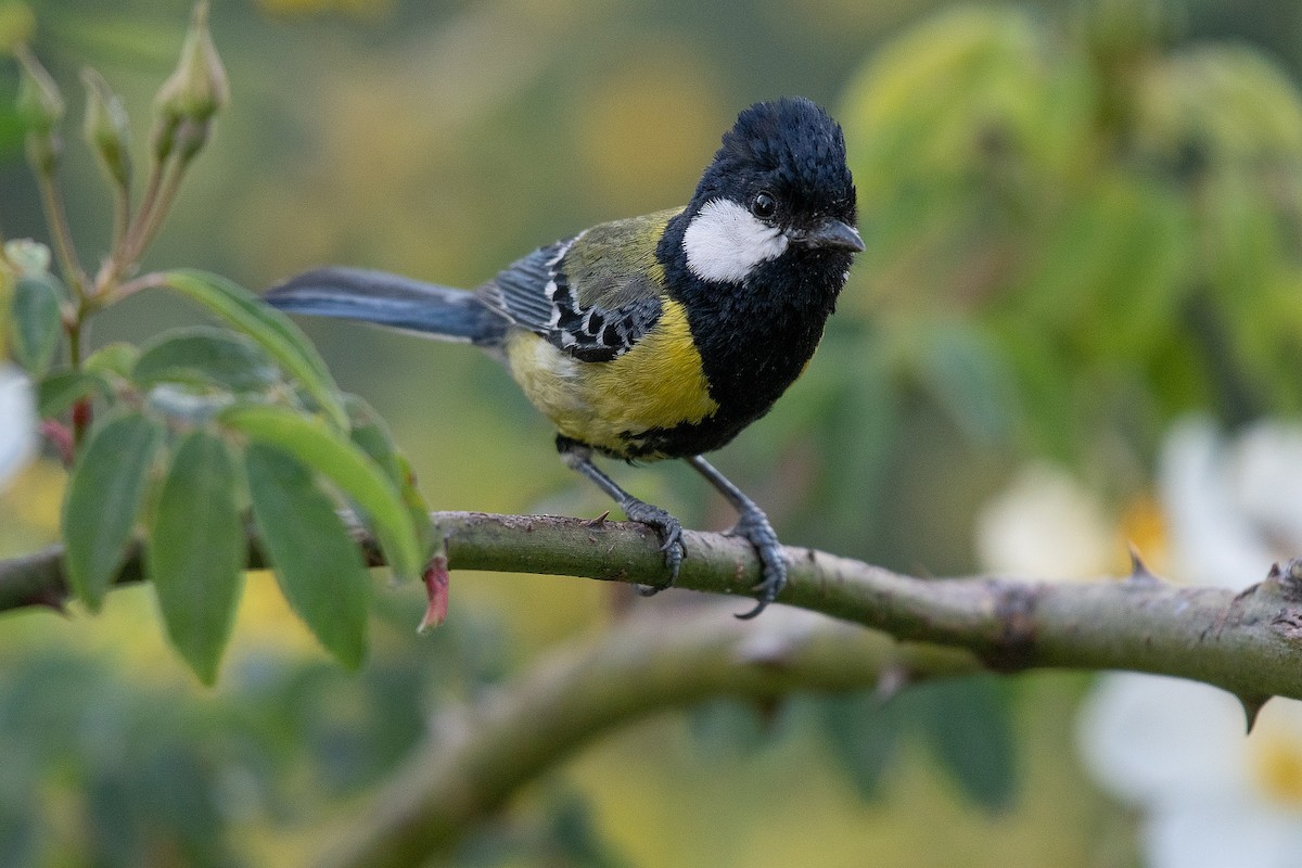 Green-backed Tit - ML103215031