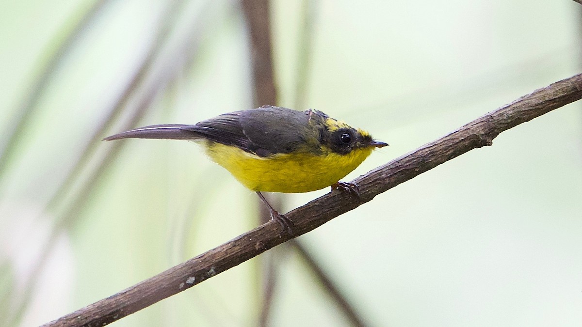 Yellow-bellied Fairy-Fantail - ML103221951