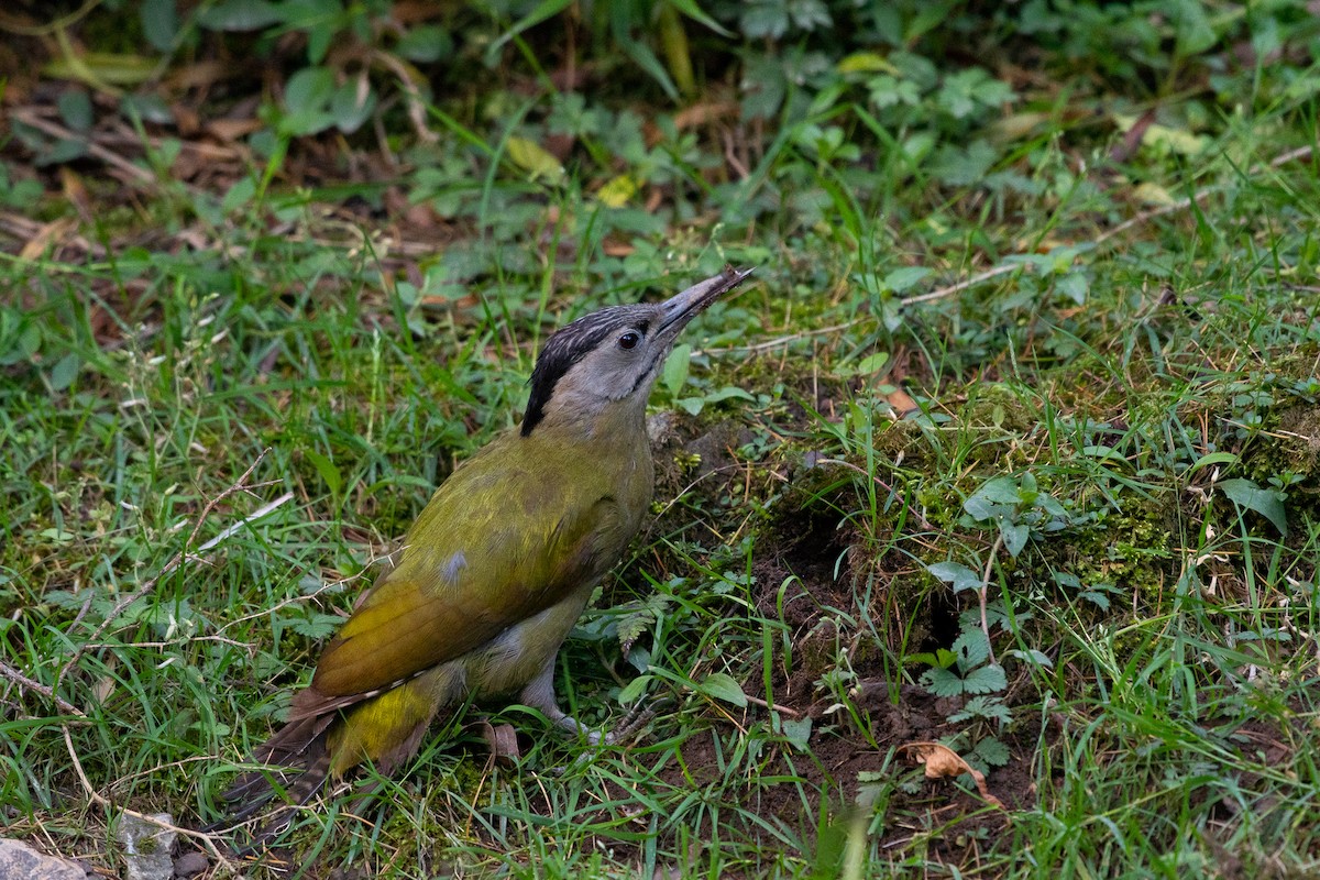 Gray-headed Woodpecker - ML103223881