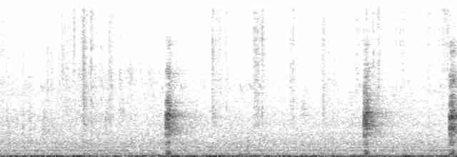 Rascón de Ridgway (yumanensis) - ML103224