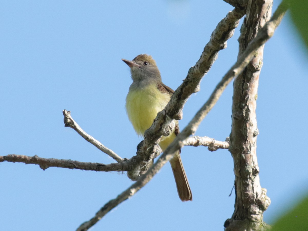 Great Crested Flycatcher - ML103224071