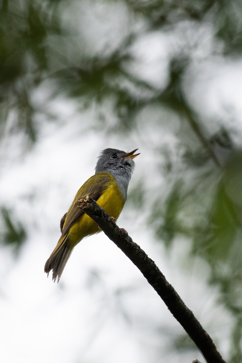 Gray-headed Canary-Flycatcher - M V BHAKTHA