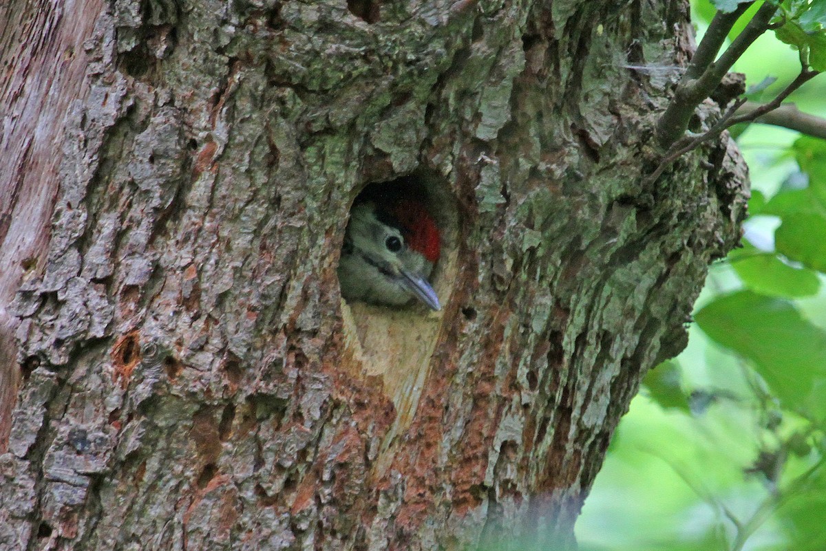 Great Spotted Woodpecker - ML103225191