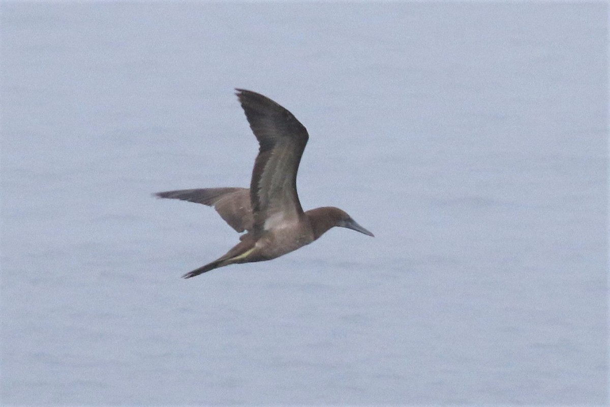 Brown Booby - ML103226221