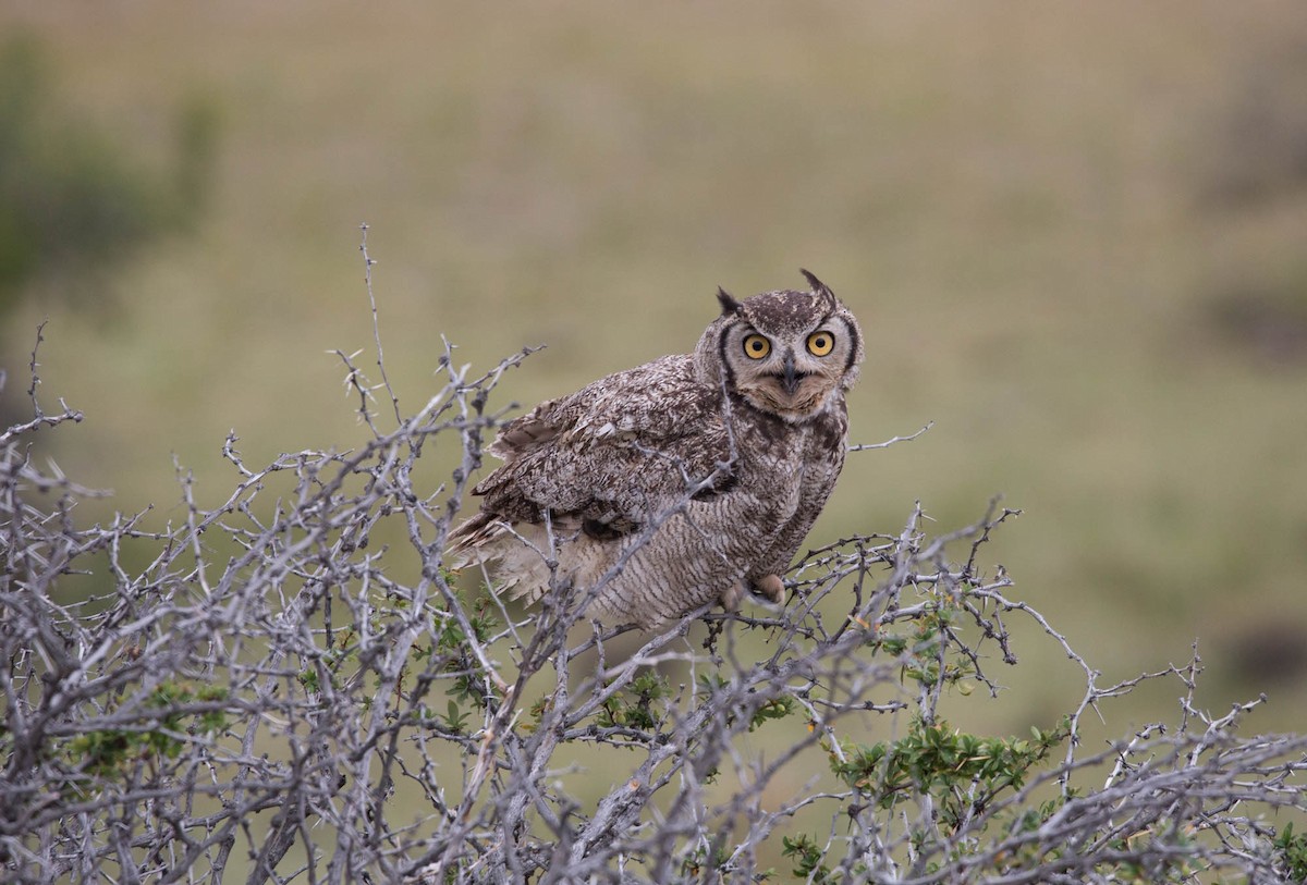Lesser Horned Owl - ML103227421