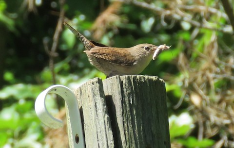 House Wren Troglodytes aedon Media Search Macaulay Library