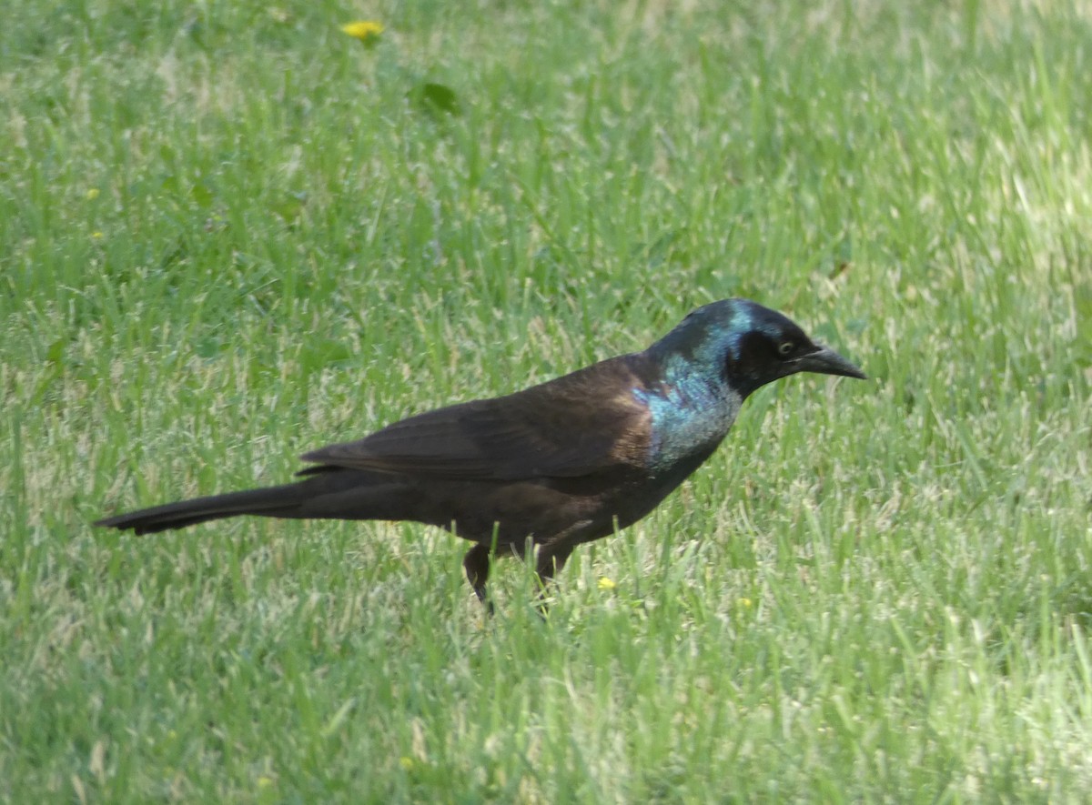 Common Grackle - Christopher Rustay