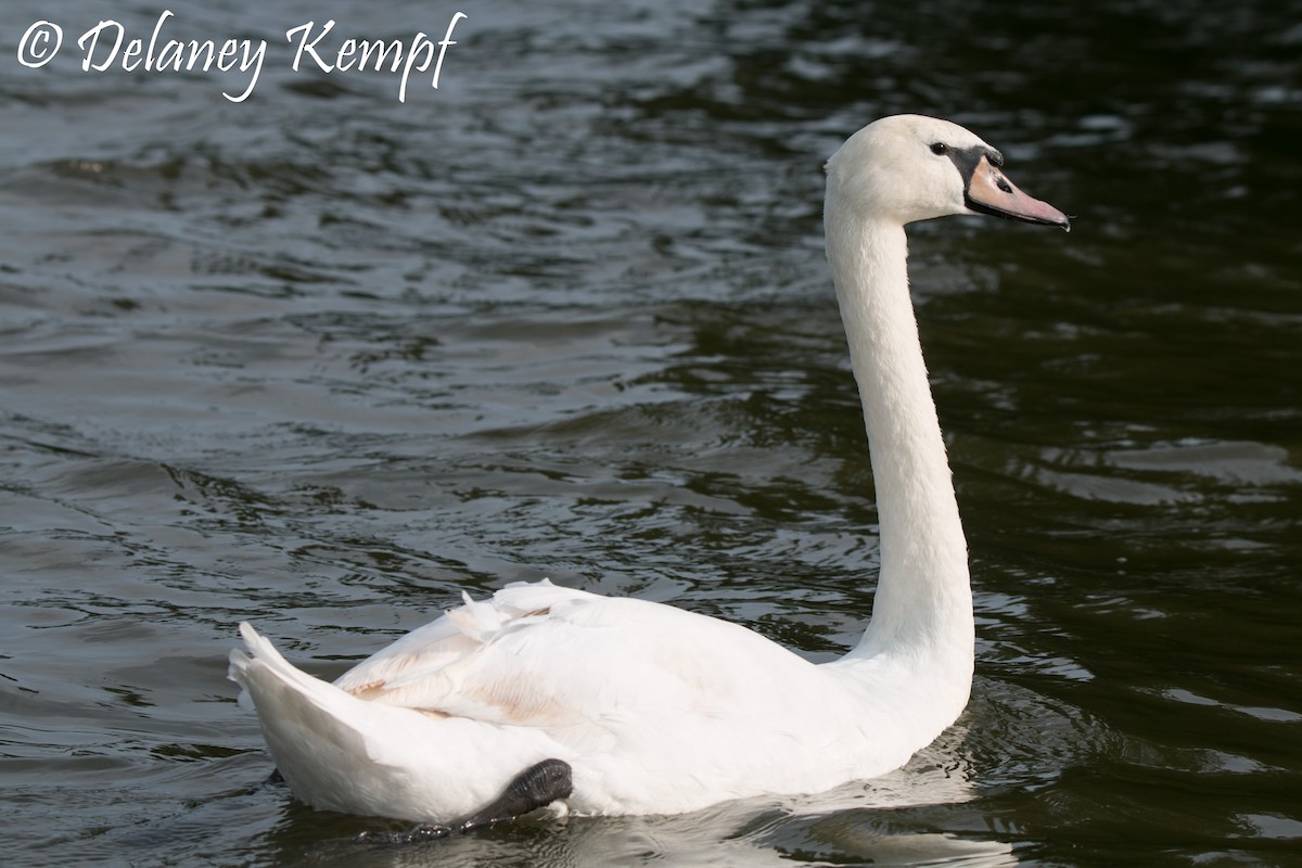 Mute Swan - Delaney Kempf