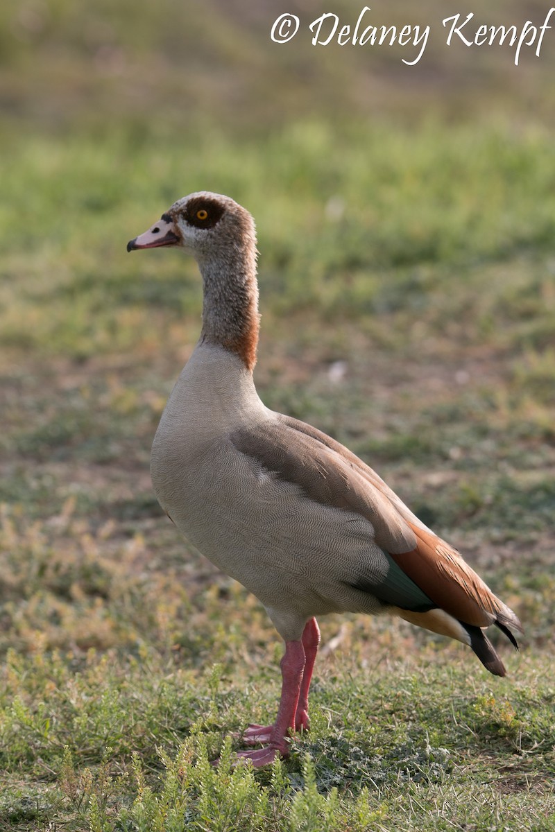 Egyptian Goose - Delaney Kempf