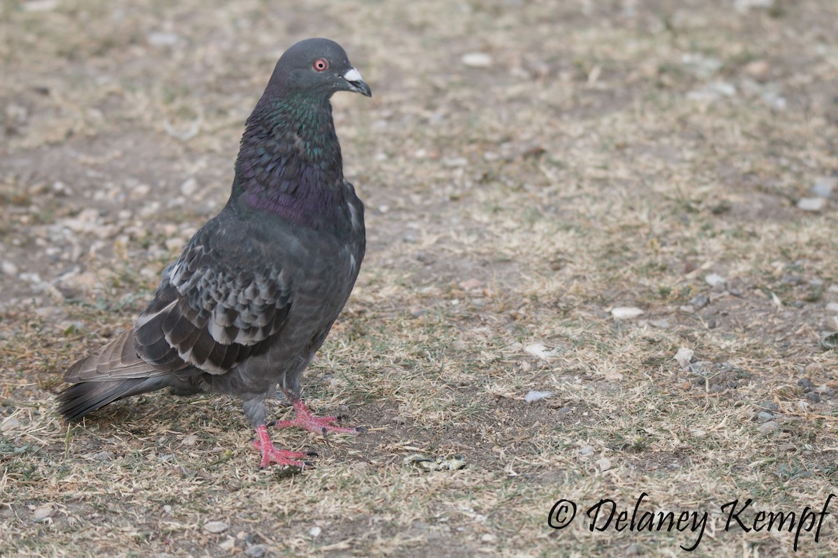 Rock Pigeon (Feral Pigeon) - Delaney Kempf