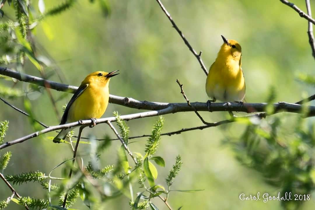 Prothonotary Warbler - Carol Goodall