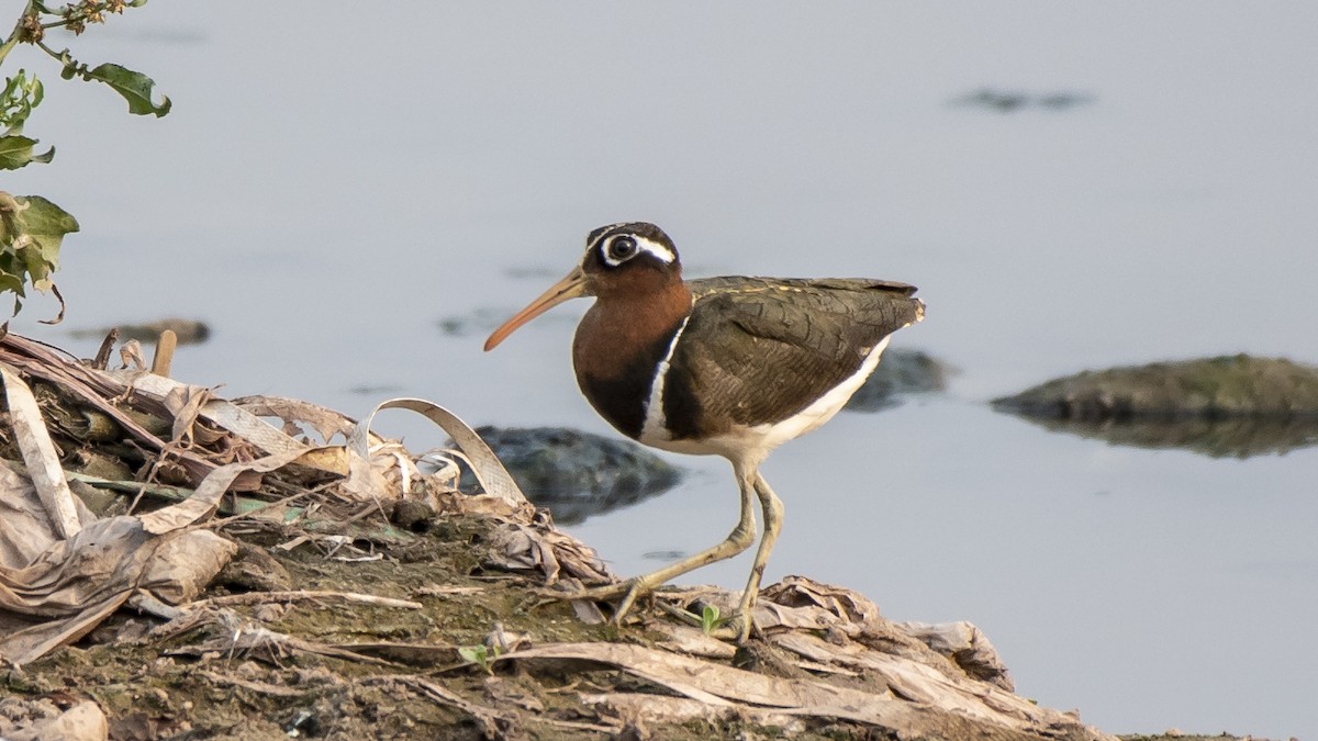 Greater Painted-Snipe - Parmil Kumar