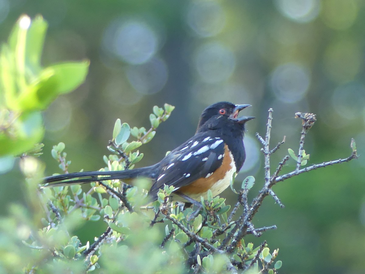 Spotted Towhee - ML103233221