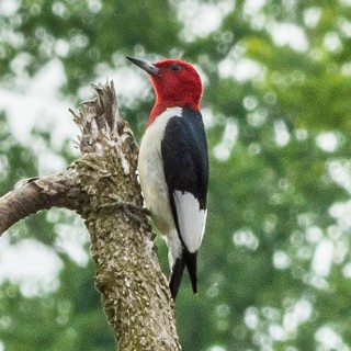 Red-headed Woodpecker - Eric Juterbock