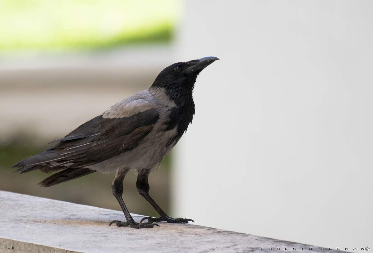 Carrion x Hooded Crow (hybrid) - ML103236951