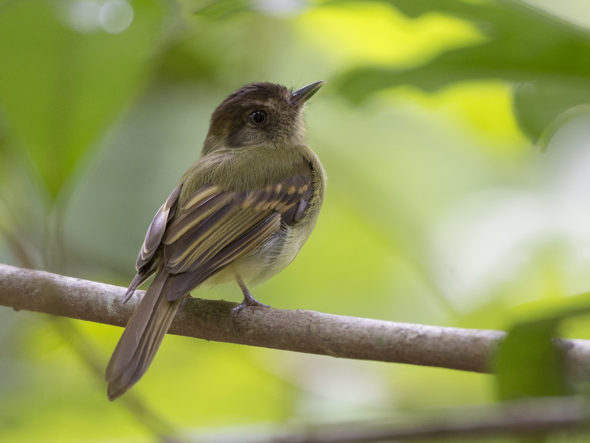 Sepia-capped Flycatcher - ML103238191
